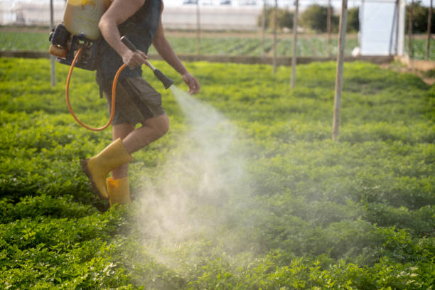 Best Mosquito Control Services  in Dunedin, FL